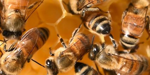 Introduction to Beekeeping Course Saturday 25th March 2023