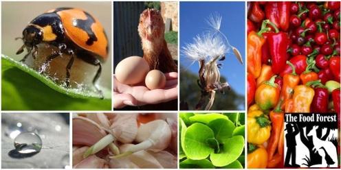 Organic Vegetable Growing and Free-Range Poultry.  One-day workshop