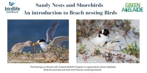 Sandy Nests and Shorebirds: Introduction to Beach-nesting Birds