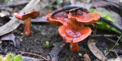 Wild Webcap Fungi Foray 