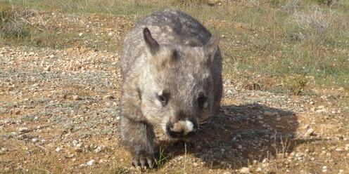 The Wombats and Stars of Brookfield Conservation Park