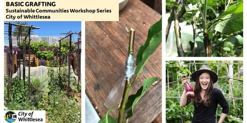 Basic Grafting - City of Whittlesea's Sustainable Communities Workshop Series 2024