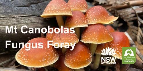 Mt Canobolas Fungus Foray- afternoon session