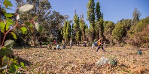 Community Conservation Planting Day - Shearwater Spoonbill Reserve