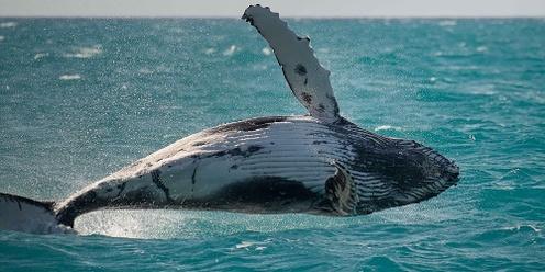 Whale Wisdom & Ocean Medicine - A Deep-Listening Sea Experience, For Spiritual, Healing & Community Leaders