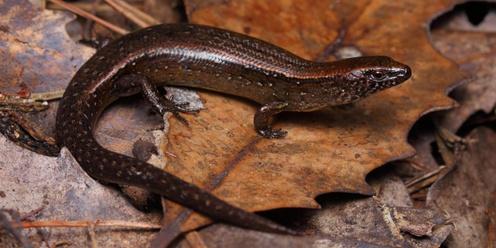 Geckos and skinks of Auckland with Nick Harker