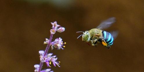 Creating Habitat for Pollinators - workshop