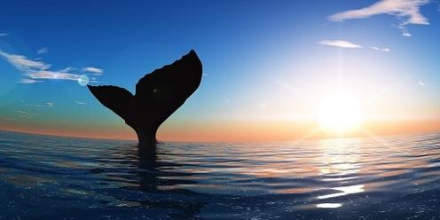 Ocean Wisdom and Wellness Retreat - Swimming with the Whales of Tahiti