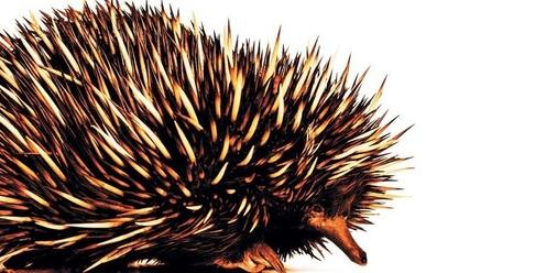 Book Launch | The Echidna Strategy: Australia’s Search for Power and Peace