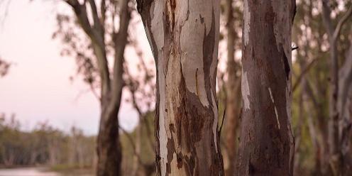 Reflections on River Red Gum - Exhbition Launch