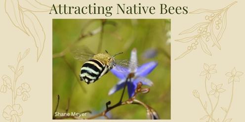 World Bee Day: Attracting Native Bees