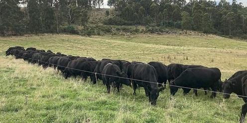 Paddock Scale Pasture Trials at Copping
